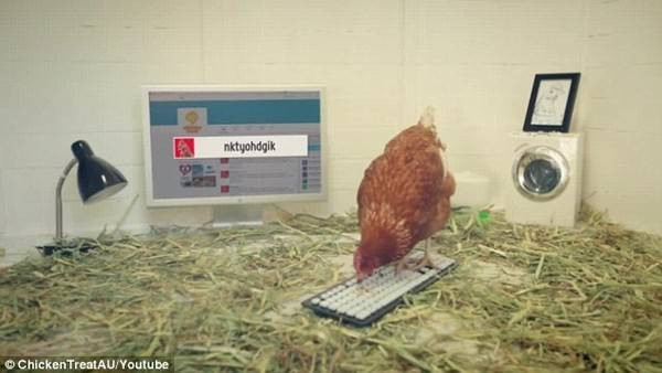 Công ty thuê gà làm… giám đốc truyền thông Ảnh 2