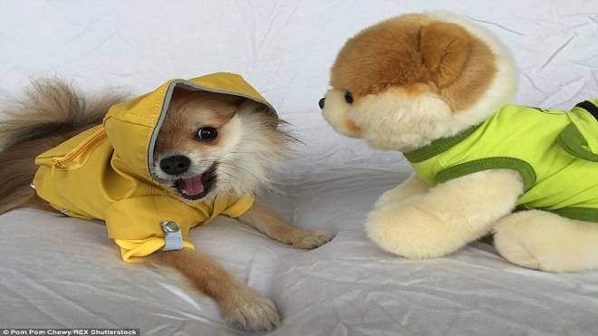 Chú chó bỗng trở thành hiện tượng mạng nhờ 'ăn mặc sành điệu' Ảnh 2