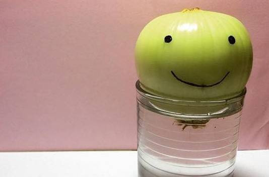 Đến lượt các bạn trẻ Việt đua nhau trồng hành tây 'phong cách' She was pretty Ảnh 2