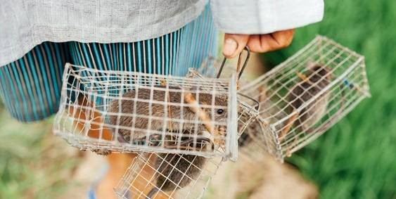 Cận cảnh quy trình đưa chuột lên bàn nhậu ở làng chuột lớn nhất miền Tây Ảnh 2