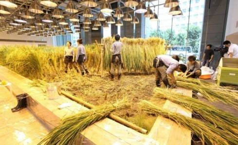 Mãn nhãn với đồng lúa, vườn rau ngay giữa văn phòng ở Nhật Ảnh 2