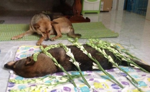 Rớt nước mắt trước 'đám tang' của chú chó bị đánh bả Ảnh 2