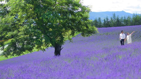 Thiên đường lavender châu Á đẹp ngất ngây trong bộ ảnh cưới Trúc Diễm Ảnh 2