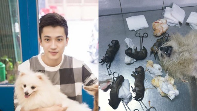 15 chú chó trong quán cà phê cún cưng của hotboy 9x bất ngờ bị đầu độc Ảnh 2