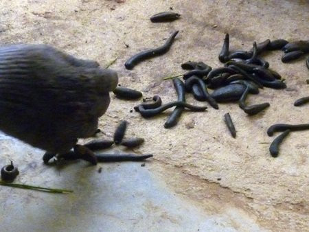 Thực hư công dụng chữa bệnh 'thần kỳ' từ đỉa Ảnh 2