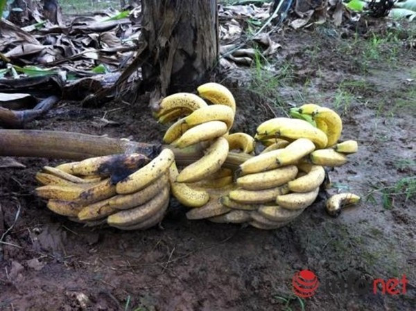 Clip: Người trồng chuối Vĩnh Phúc tự giải oan ức 'chuối ngâm thuốc sâu' Ảnh 2