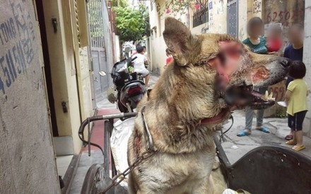 Phẫn nộ hình ảnh chú chó trọng thương vì bị hàng xóm chém dã man Ảnh 2