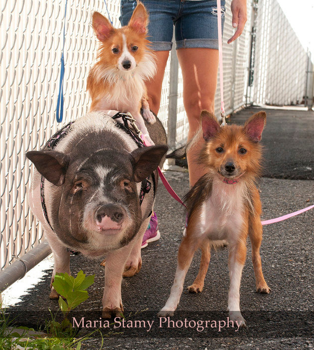 Đau đầu tìm chủ cho bộ 3 chó - heo thân thiết Ảnh 2