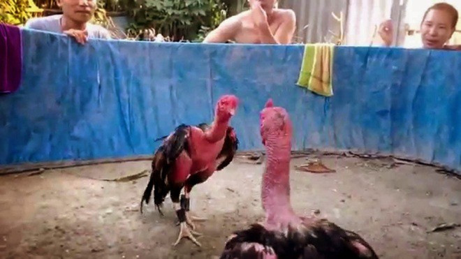 Bức xúc với thanh niên vừa đánh gà vừa cười đùa như không Ảnh 2