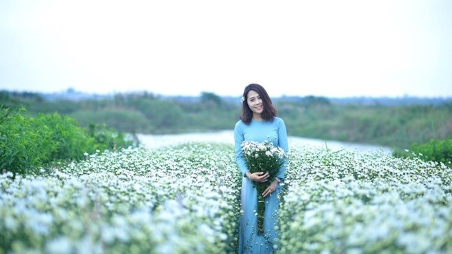 Cúc họa mi tinh khiết xuống phố Hà thành Ảnh 2