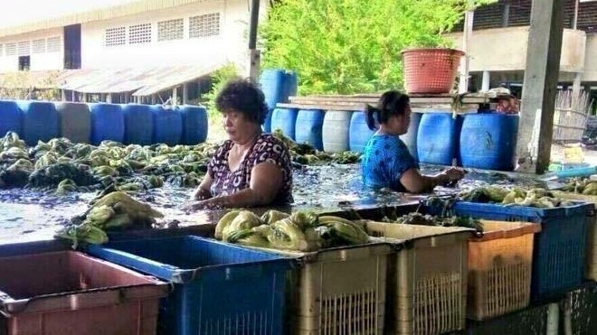 'Buồn nôn' với cách làm dưa chua ở Thái Ảnh 2