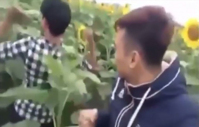 Hồn nhiên, 'trẻ trâu' Việt quay clip phá nát đồng hoa hướng dương Ảnh 2
