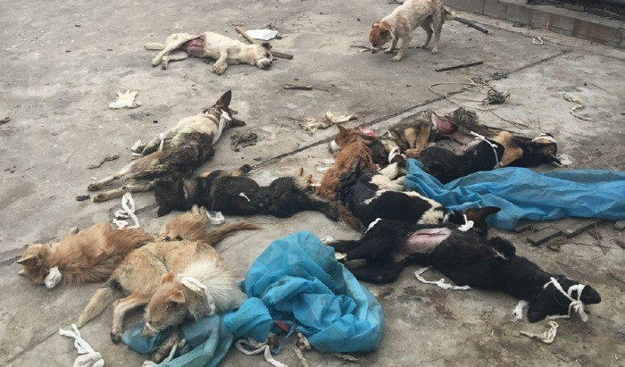 Phẫn nộ hành vi quăng xác chó sau khi dùng làm vật thí nghiệm Ảnh 2