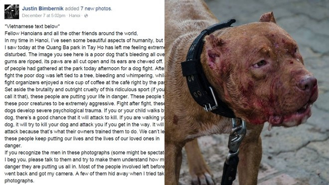 Chọi chó Hà Nội: Người Việt sợ hãi, khách Tây bức xúc Ảnh 2