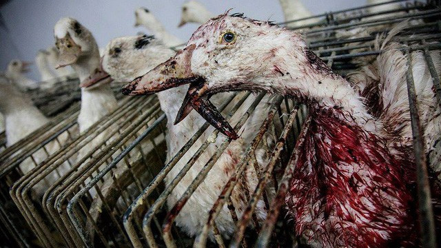 'Mặt trái' của món ăn hàng đầu nước Pháp khiến ai cũng phải suy ngẫm Ảnh 2