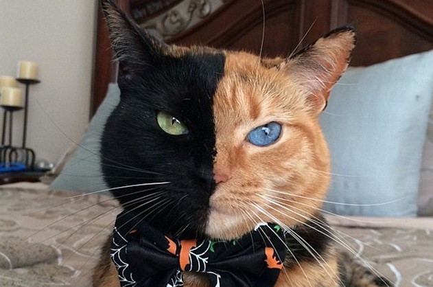 Phỏng vấn cô mèo đẹp lạ: 'hai mặt', hai màu mắt Ảnh 2