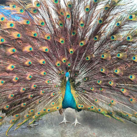 Lo Tết sớm: Chim công chục triệu, mua 2 USD lì xì giá 500 ngàn Ảnh 2