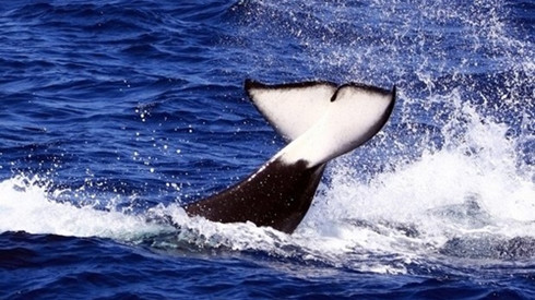 Khách du lịch tò mò điều gì nhất năm qua? Ảnh 2