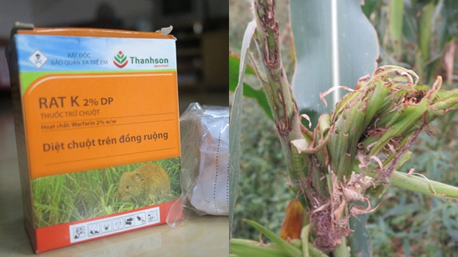 Lạ lùng chuyện chuột ăn thuốc cả tháng vẫn không chết Ảnh 2