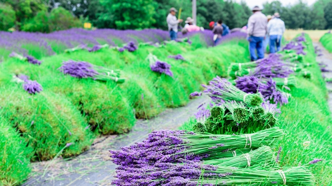 Vẻ đẹp hớp hồn của những cánh đồng hoa oải hương tím biếc ở Mỹ Ảnh 2