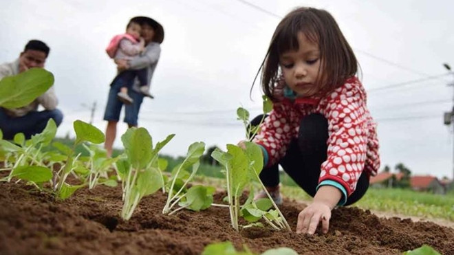 Một ngày làm nông dân Hội An của bé Riley Stirling 4 tuổi Ảnh 2
