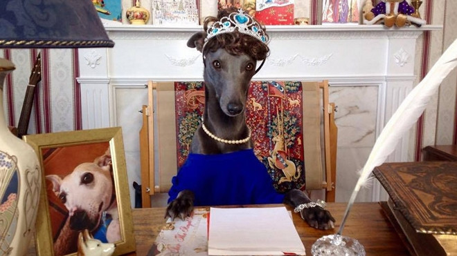 Ngộ nghĩnh chú chó kiêu sa có sở thích hóa trang Ảnh 2