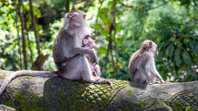 Vương quốc loài khỉ giữa rừng già Bali Ảnh 2