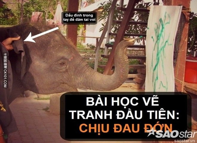 Tiết lộ sự thật tàn nhẫn phía sau tiết mục voi vẽ tranh ở Thái Ảnh 2