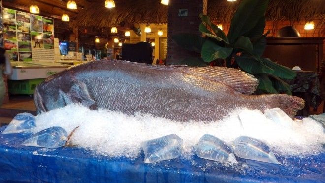 Cá mú nghệ nặng 160kg được xẻ thịt bán với giá 2,5 triệu/1kg Ảnh 2