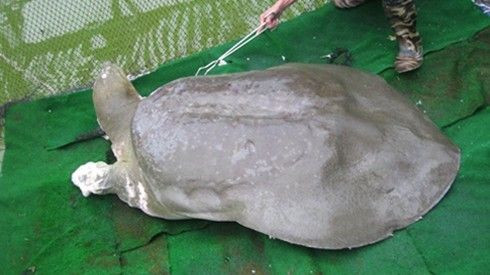 'Cụ rùa' hồ Gươm đã qua đời Ảnh 2