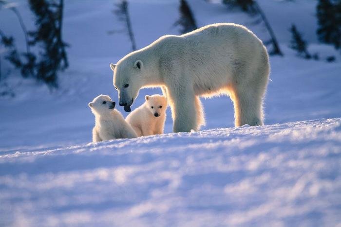 NS.Fascinated by the lovely photos showing polar bear moms cuddling ...