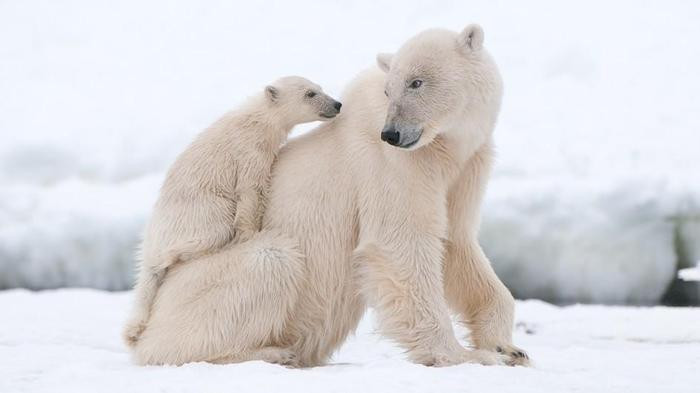 CS. Chill-Worthy Cuteness: Polar Bear Moms Embrace Cubs in Heartwarming ...