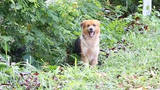 Bạn sẽ muốn nuôi ngay một chú chó sau khi đọc câu chuyện cảm động này Ảnh 2