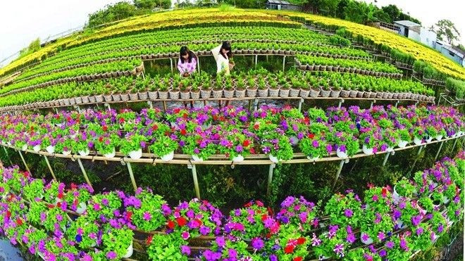 Giới trẻ đua nhau khám phá làng hoa nổi tiếng chỉ cách Sài Gòn 3h đi xe Ảnh 2