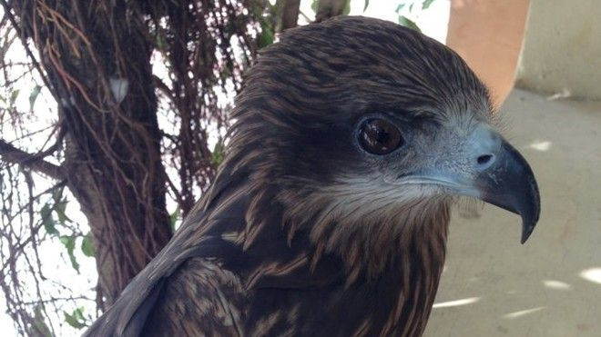 Người đưa ảnh giết khỉ lên Facebook bị phạt 5,25 triệu vì nuôi chim cắt Ảnh 2