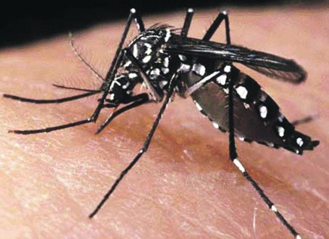 Loài muỗi Aedes Aegypti - thủ phạm lây truyền virus Zika từ người sang người.