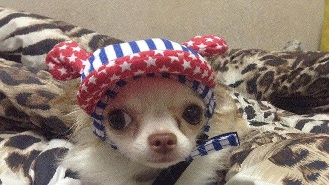 Đi tù vì nhẫn tâm ném chó cưng từ tầng 5 xuống đất Ảnh 2