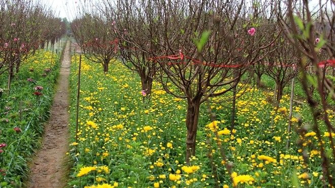 Khám phá tất tần tật các làng hoa náo nhiệt nhất Hà Nội Ảnh 2