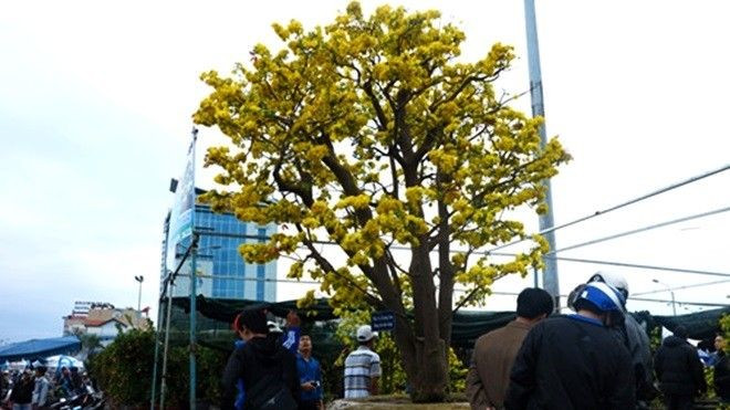 Trầm trồ trước cây mai 'độc' 100 năm tuổi giá 2 tỷ đồng Ảnh 2