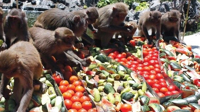 4 hòn đảo khỉ không thể bỏ qua khi đi du lịch năm Thân Ảnh 2