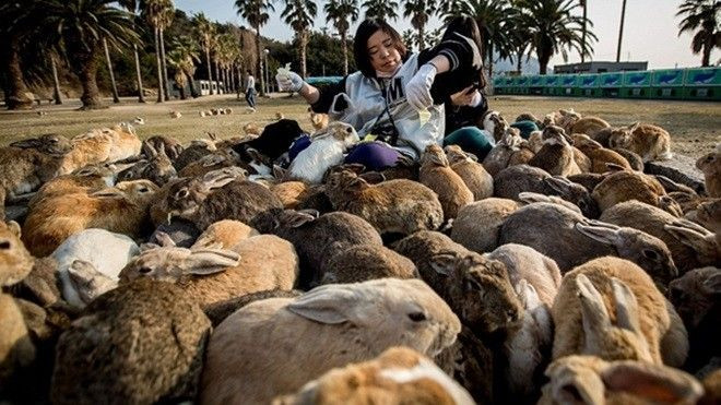 Okunoshima - ‘vương quốc’ thỏ ở Nhật Bản Ảnh 2