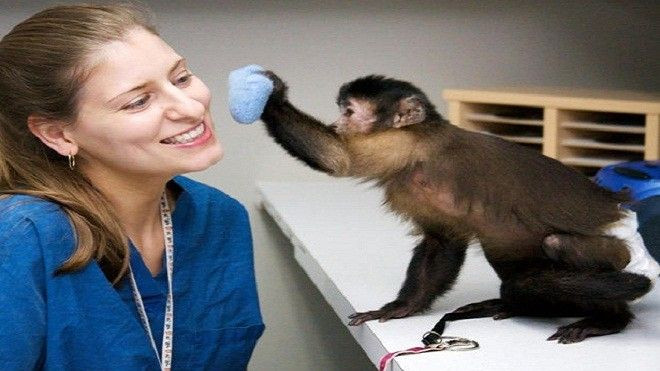 Loài khỉ - trợ thủ đắc lực của người khuyết tật Ảnh 2