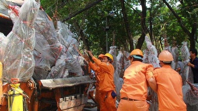 Đào mai bị nghiền nát trên xe rác vào chiều Sài Gòn cuối năm Ảnh 2