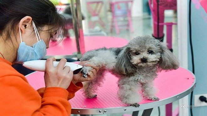 'Cháy' phòng khách sạn dành cho thú cưng dịp Tết Nguyên Đán Ảnh 2