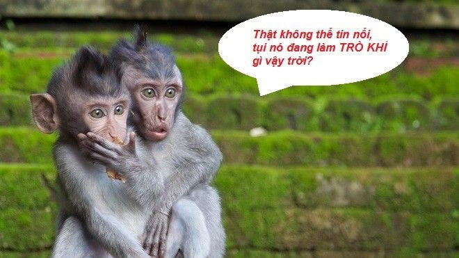 Sành điệu chi bằng 'xổ' thành ngữ khỉ trong năm Thân Ảnh 2