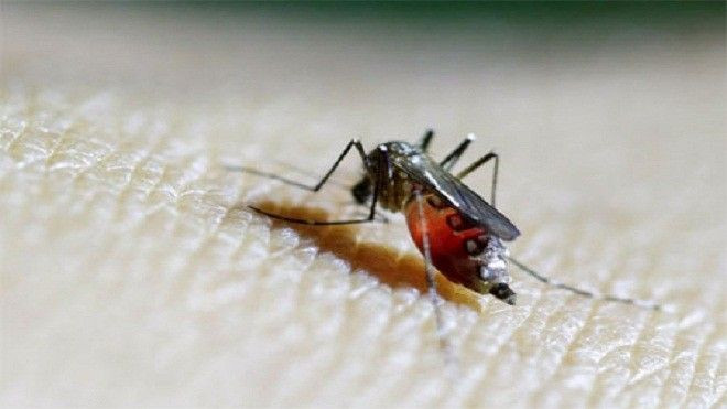 Trung Quốc xác nhận ca nhiễm Zika đầu tiên Ảnh 2