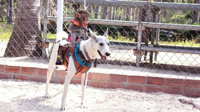 Đến Khánh Hòa, xem khỉ đua… chó Ảnh 2