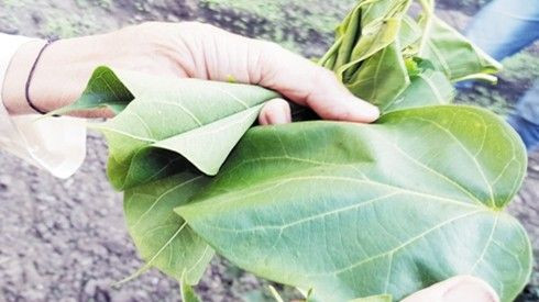 Rùng mình chuyện người Lai Châu ăn Tết bằng… lá ngón Ảnh 2