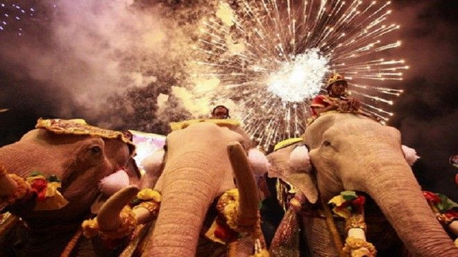 Thế giới phẫn nộ vì pháo hoa mừng năm mới khiến voi già ngã quỵ và chết Ảnh 2
