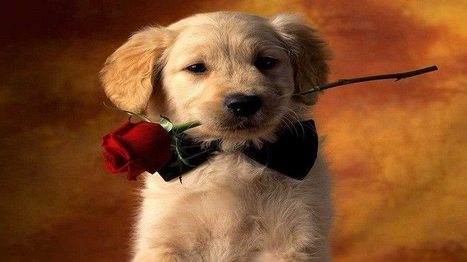 'Hội ế' trên thế giới hết cô đơn ngày Valentine nếu có… Ảnh 2